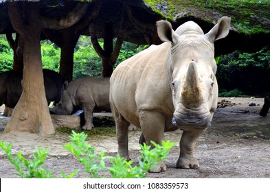 Imágenes Fotos De Stock Y Vectores Sobre Taman Safari