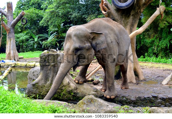 Wild Animals Taman Safari Bogor West Stock Photo Edit Now