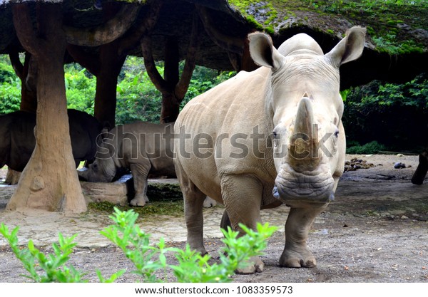 Wild Animals Taman Safari Bogor West Stock Photo Edit Now