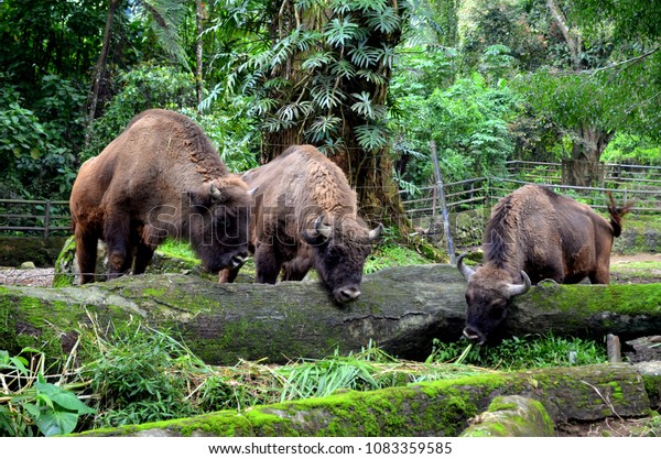 Wild Animals Taman Safari Bogor West Stock Photo Edit Now