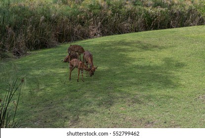Wild Animals in Tampa, Florida. - Shutterstock ID 552799462