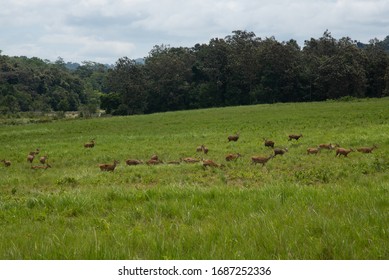 
Wild animals at Thung Kamang meadow ,  Phu Khiao Wildlife Conservation Area , KhonKaen , Thailand