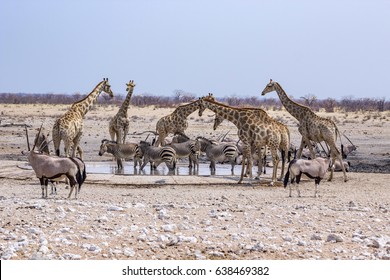 Wild Animals At A Water Hole In Namibia, Africa