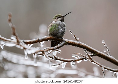 Wild annas hummingbird on ice coated branch in winter in the Snoqualmie Valley of Washington State