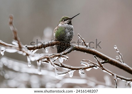 Wild annas hummingbird on ice coated branch in winter in the Snoqualmie Valley of Washington State