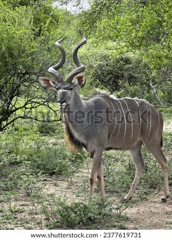 Wild antilope in lowlands of Africa