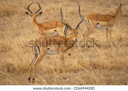 Wild antilope in mikumi nationalpark of tanzania 