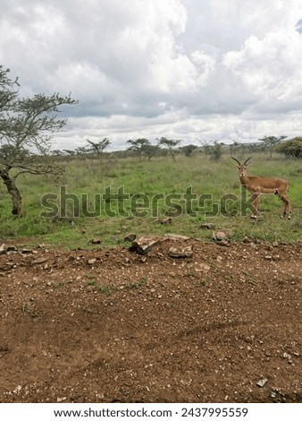 Wild antilope in the national park Nairobi, Kenya.