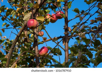 Wild Apple (Malus Sieversii) Native Of Central Asia, The Primary Ancestor Of Most Cultivars Domesticated Apple.