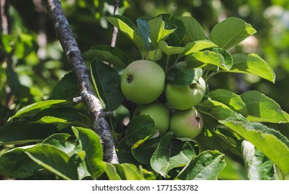 Wild Fruit Trees Images Stock Photos Vectors Shutterstock