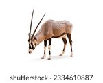 Wild Arabian Oryx leucoryx,Oryx gazella or gemsbok isolated on white background. large antelope in nature habitat, Wild animals in the savannah. Animal with big straight antler horn.