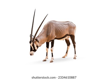 Wild Arabian Oryx leucoryx,Oryx gazella or gemsbok isolated on white background. large antelope in nature habitat, Wild animals in the savannah. Animal with big straight antler horn.