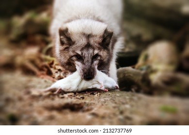 Wild Arctic Fox Hunting A Rat.