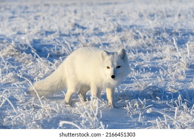 zorro artico salvaje (Vulpes Lagopus) en tundra en invierno. zorro ártico blanco.