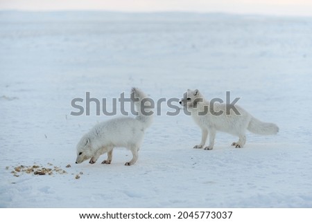 Similar – Schlittenhunde Winter