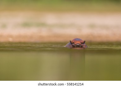 Wild Armadillo Swimming In The Water