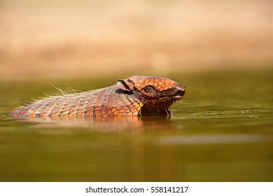 Wild Armadillo Swimming In The Water