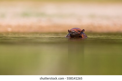 Wild Armadillo Swimming In The Water