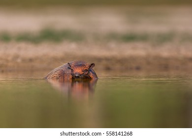 Wild Armadillo Swimming In The Water