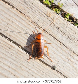 Wild Asian Cockroach
