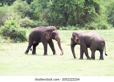 Wild Asian Elephant In Fight With Others For Leadership