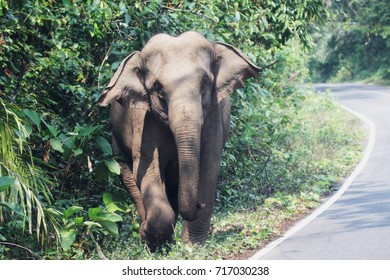 Wild Asian elephant in Kao yai National Park of Thailand