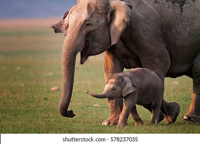 Wild Asian elephant mother and calf, Corbett National Park, India.  - Powered by Shutterstock