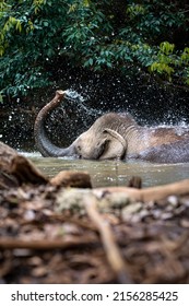 Wild Asian Elephant Splashing Water In A River In The Jungle Of Cambodia, South East Asia