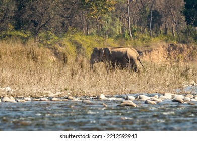 wild asian elephant or tusker walking near shore of ramganga river at dhikala zone of jim corbett national park forest uttarakhand india asia - Elephas maximus indicus