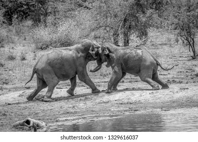 Wild Asian Elephants Fight At Udawalawa , Sri Lanka 