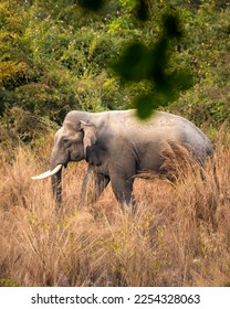 wild asian male elephant or tusker or Elephas maximus indicus with big tusks in grassland of dhikala zone at jim corbett national park forest uttarakhand india asia