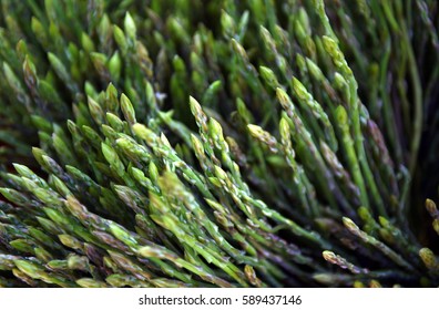 Wild Asparagus 