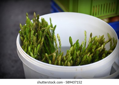 Wild Asparagus 