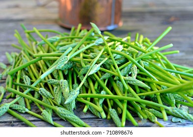 Wild Asparagus