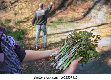 Wild asparagus bunch. People searching for those plants in the woods: a woman holding a freshly picked heap (selective focus on it) while a man points to something on the background