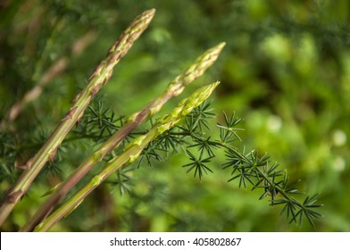 Wild Asparagus Plant