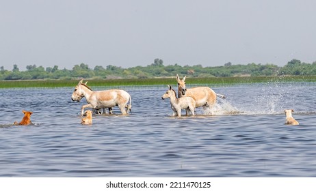 Wild Ass And Dogs Fight In Water