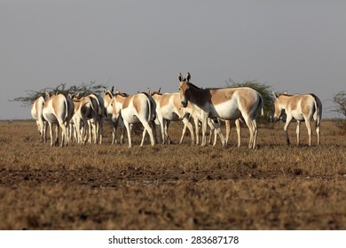 Wild Ass Found In Little Rann Of Kutch, India