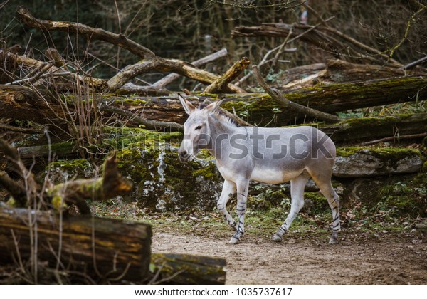 wild ass gray donkey with white\
stripes walks, moves among trees, on its territory in the\
zoo