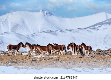 Wild asses heard, Tibet. Wildlife scene, nature. Kiang, Equus kiang, largest of the wild asses, winter mountain codition, Tso-Kar lake, Ladakh, India. Kiang from Tibetan Plateau, in the snow.       