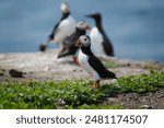 Wild atlantic puffin (Fratercula arctica) on the Farne Islands on the coast of England, UK in the summer