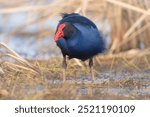 Wild australasian swamphen (Porphyrio melanotus) wading in freshwater wetlands with water droplets hanging from beak