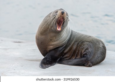 Wild Australia Fur seal close up portrait while looking at you