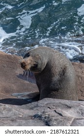 Wild Australian Fur Seal Looking Into The Camera In Sydney Australia 