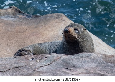 Wild Australian Fur Seal Posing For The Camera In Sydney Australia 