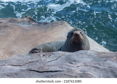 Wild Australian Fur Seal Resting On A Large Rock In Sydney, Australia