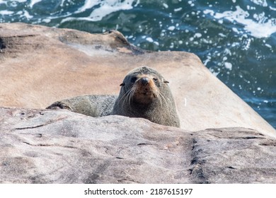 Wild Australian Fur Seal Resting On A Rock In Sydney Australia 