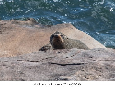 Wild Australian Fur Seal Resting On A Rock In Sydney Australia 