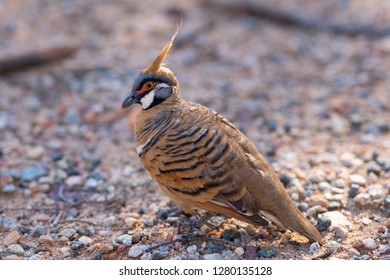 Wild Australian Spinifex Pigeon Or Geophaps Plumifera Taken In MacDonnell Ranges NT Australia