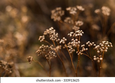 Brown Images, Stock Photos & Vectors | Shutterstock